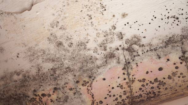 Best Emergency Mold Remediation in Loyal, WI